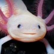 SiToron
