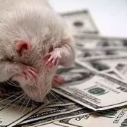 RatsCUSHlovE