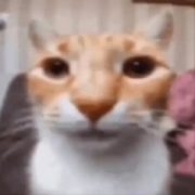 chnnvxtj
