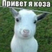 блитя
