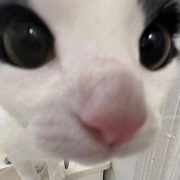 KoT_PeC