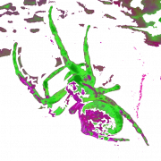 Ameratele
