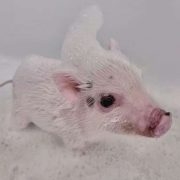 BogomdanYA