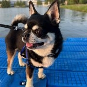 Marcello