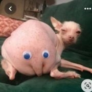 lypik
