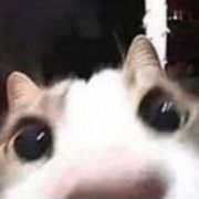 bihellk