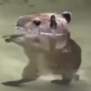 YouBunnyWroot