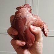 Bobenshtein