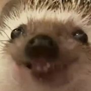 t4pyy