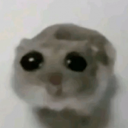 MrMarifan