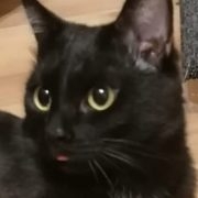 Semen