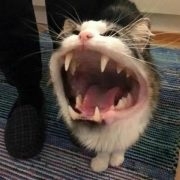 GLEBATOR