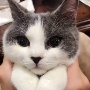 Anton_Mok