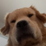 qurt