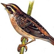 rhos63