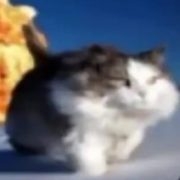 Xeody