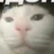 lancik37