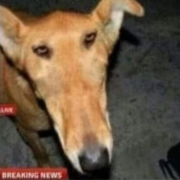 Onetus