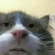 emoxxied