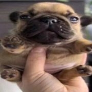 mister sabachko dog