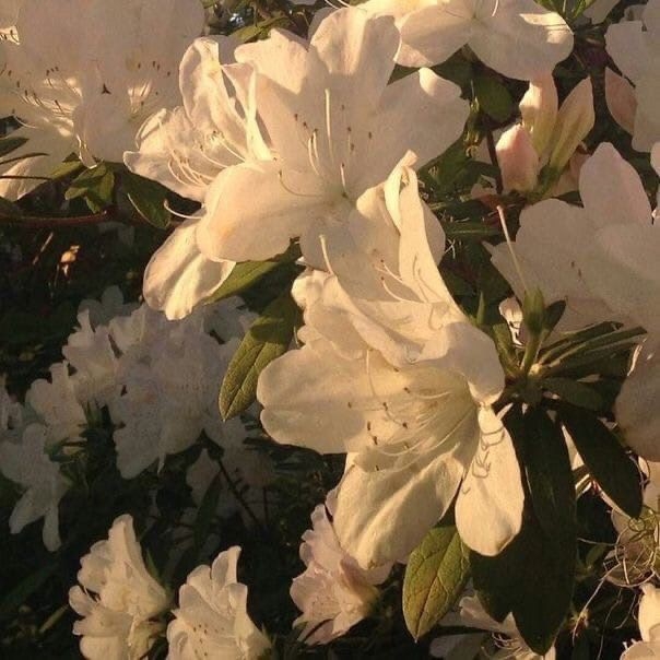 Cover photo