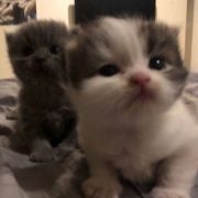 badbxtchcuteface