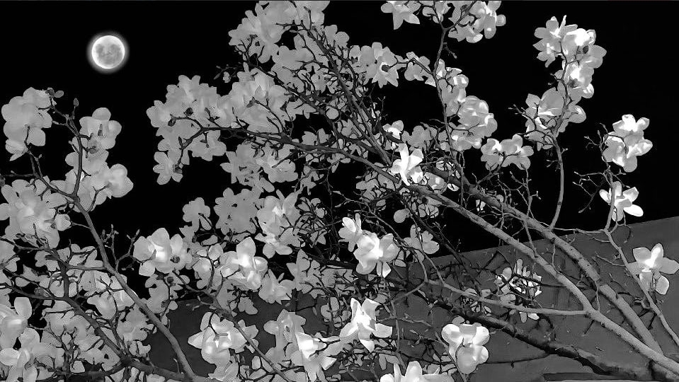 Cover photo