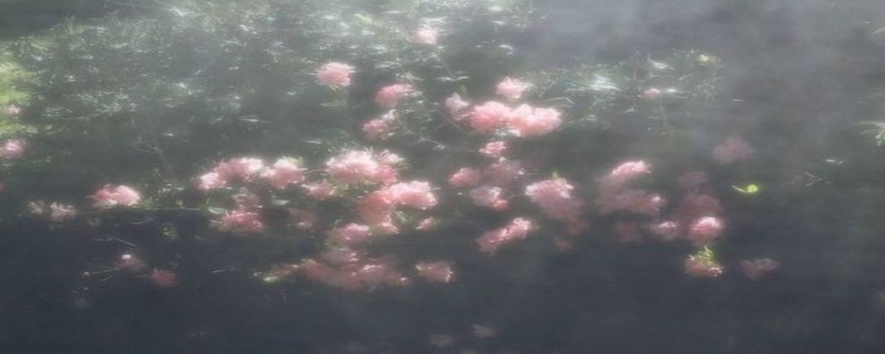Cover photo