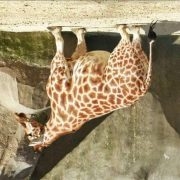 rzt_viewer