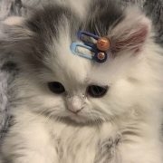 donatadoptme