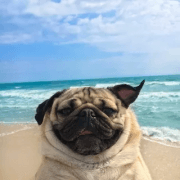 mops