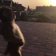 куртка puma